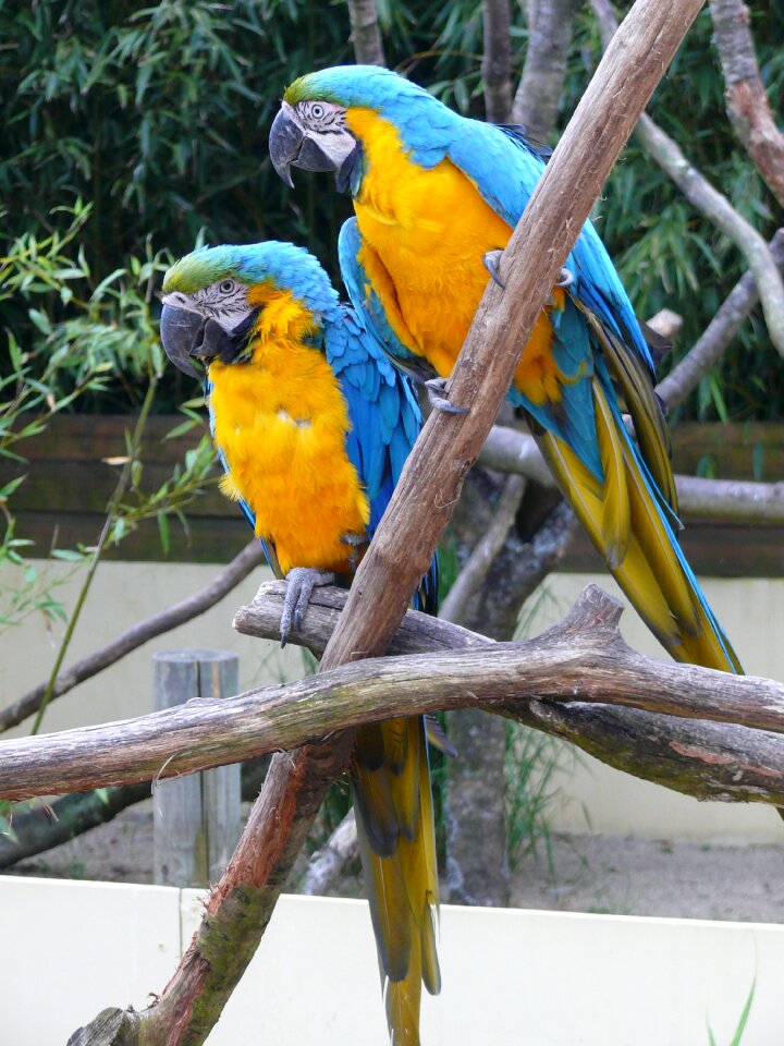 Ara beak forest