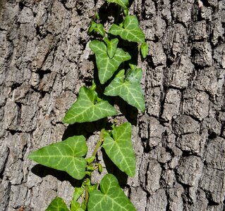 Green nature ivy