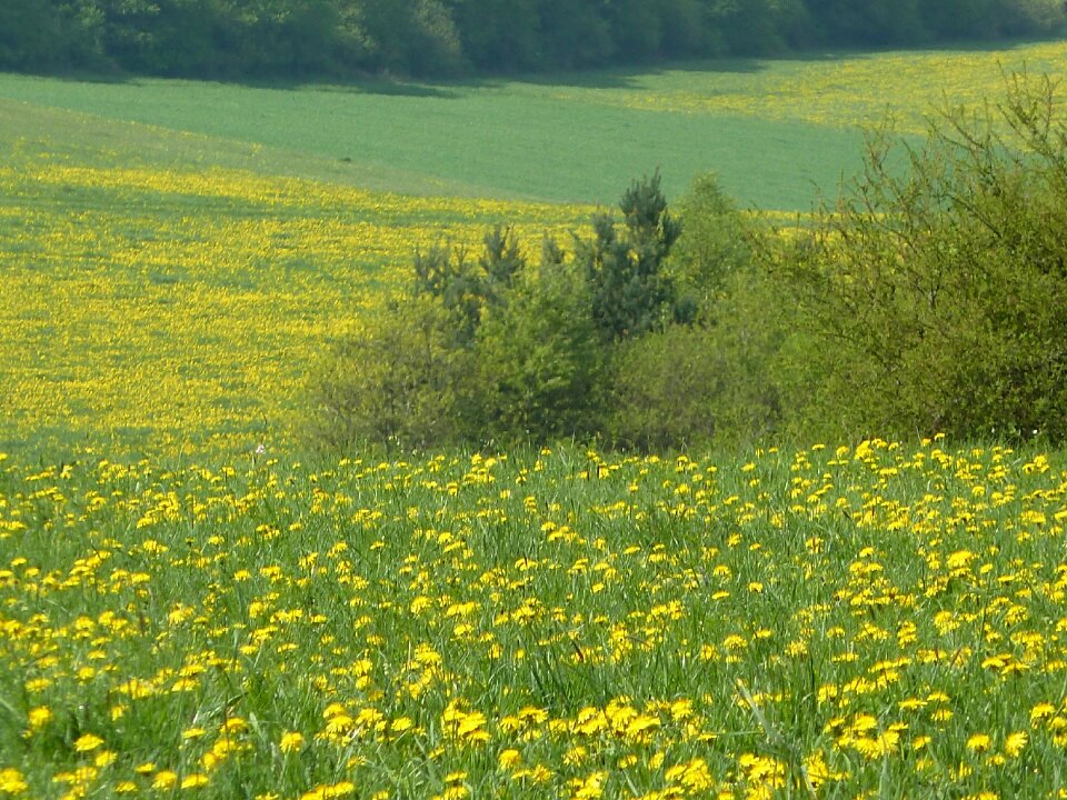 Meadow nature wild flowers