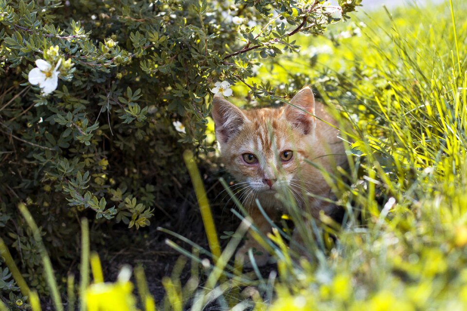 Nature redhead grass