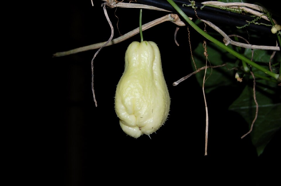 Fruit vegetables chayote
