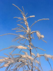 Winter finnish branches photo