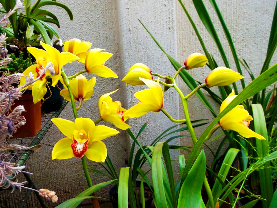 S spring