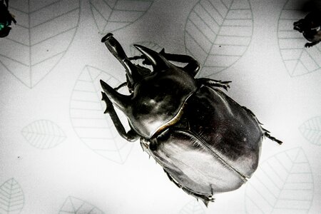Black beetle animal strong