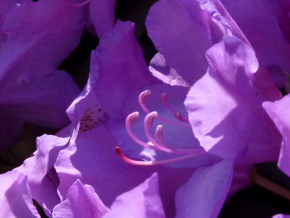 Spring bud pink