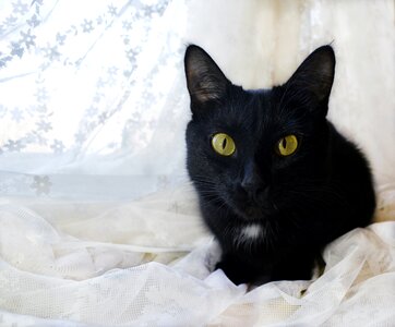 Black pet black and white