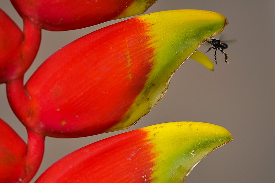 Ornamental insect red