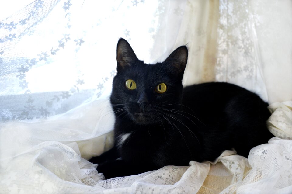 Black pet black and white