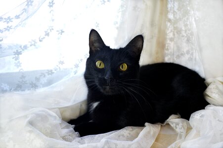 Black pet black and white