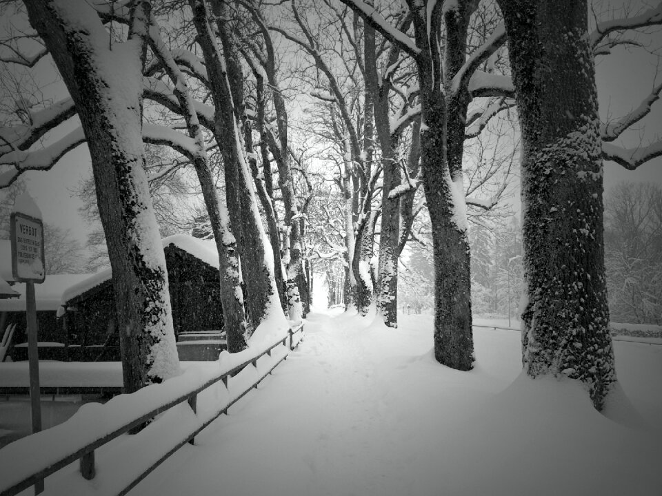 Wintry nature switzerland
