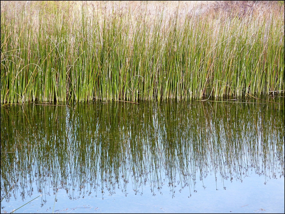 Reflective surface still