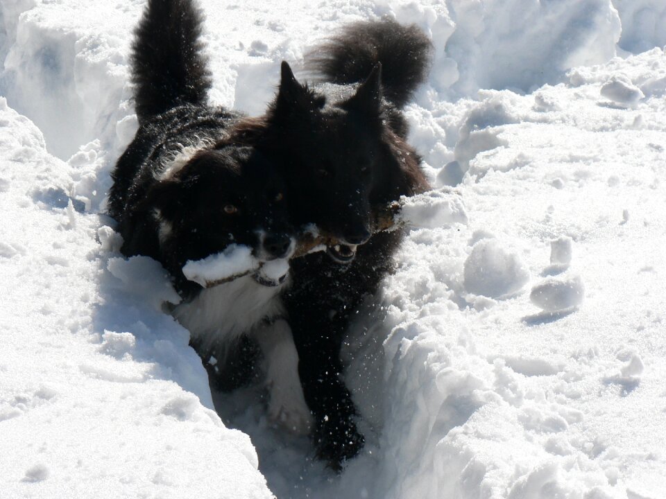 The playground groenendael border collie