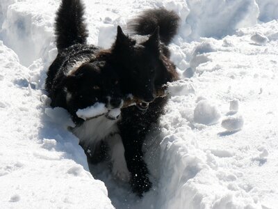 The playground groenendael border collie photo