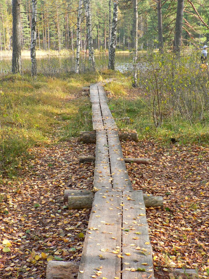 Pond nature swamp