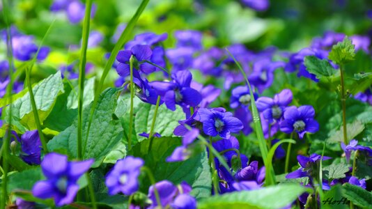 Violet flower spring photo
