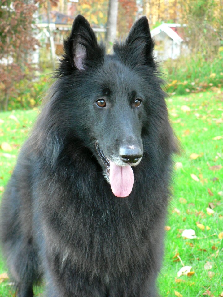 Goenendael animal pet