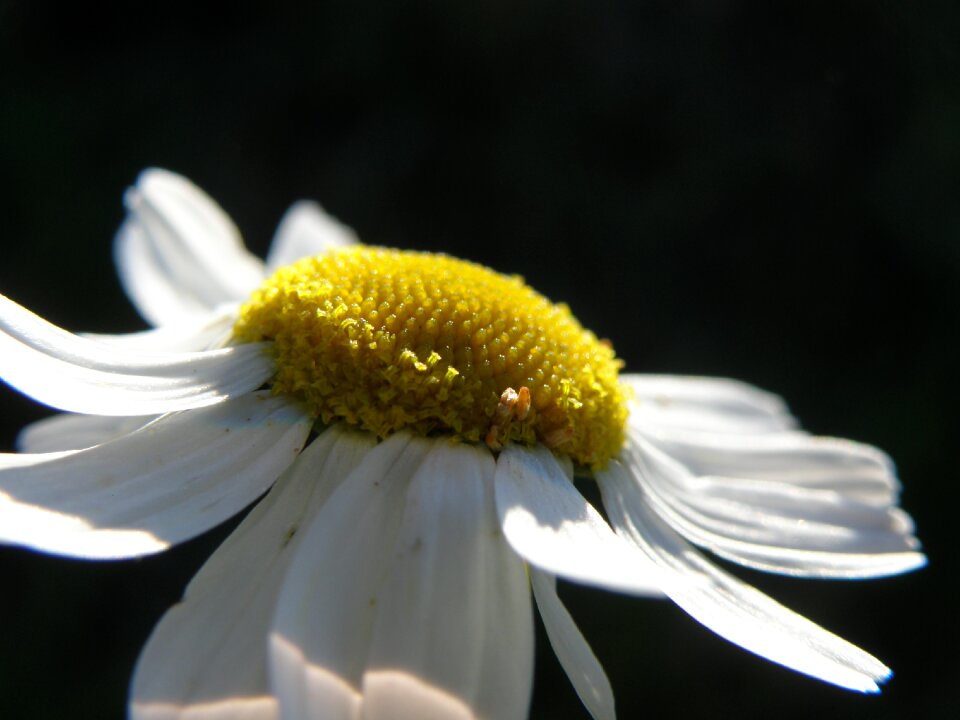 Daisy flower white