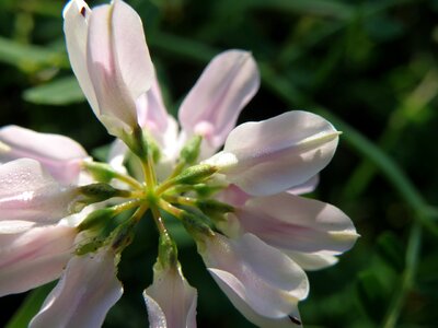 Flower coronilla pink