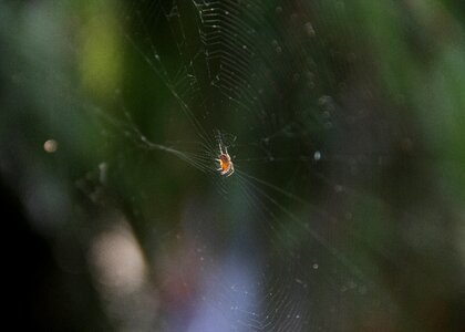 Spider spider web insects photo