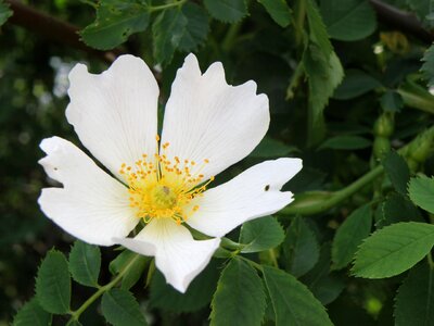 Hip white dog rose