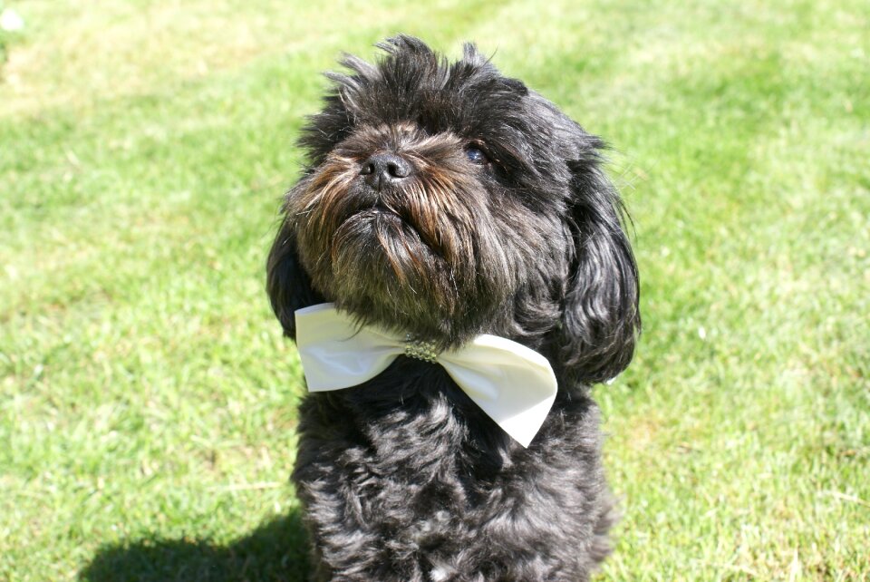 Dog wedding wedding dog