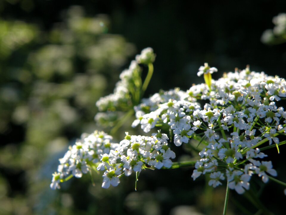 Apiaceae flower white