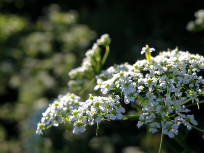 Apiaceae flower white