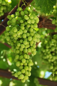 Food fresh fruit