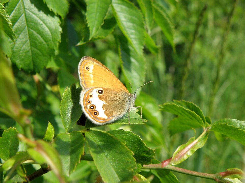 Butterfly wings bush