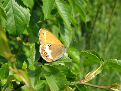 Butterfly wings bush