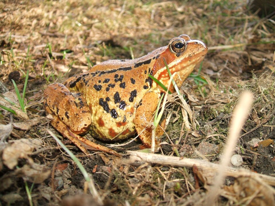 Amphibian stream bank animals