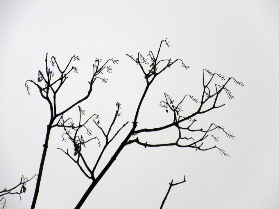 Elegant winter kahl