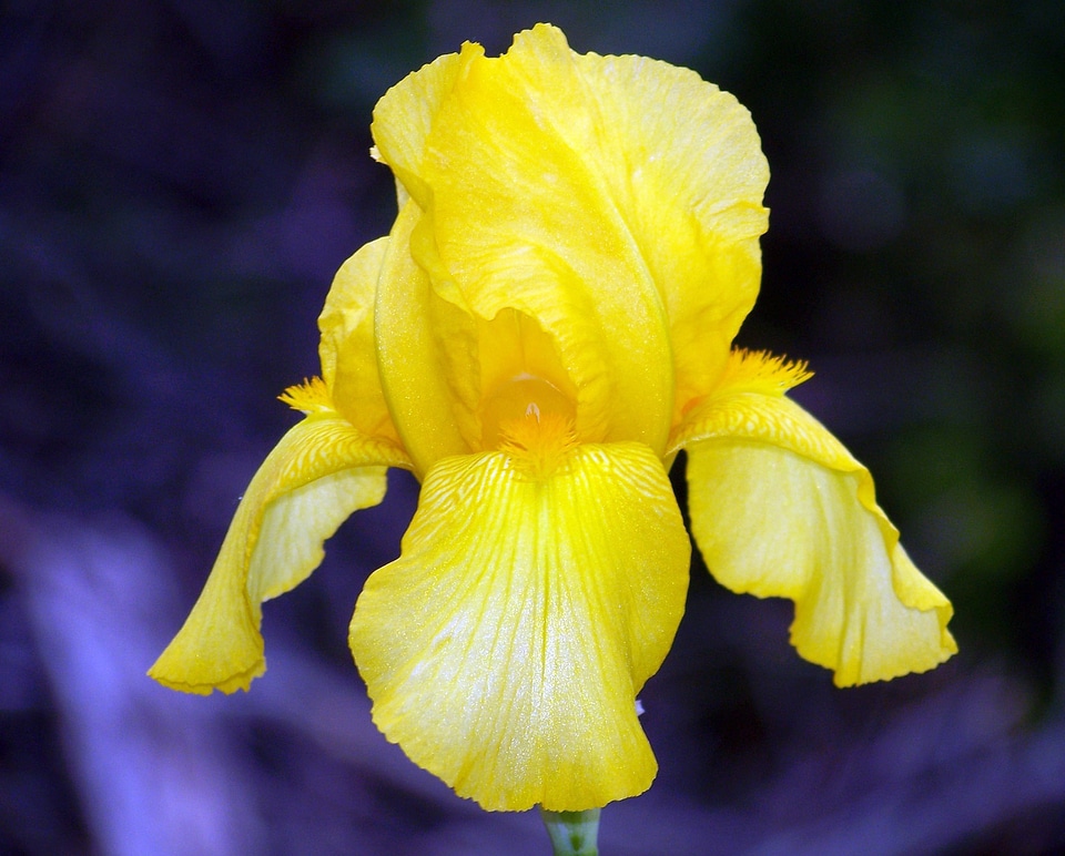 Floral blossom petal