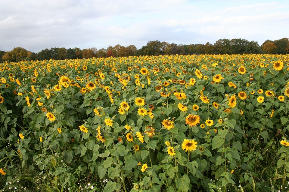 Sunflower field yellow plant