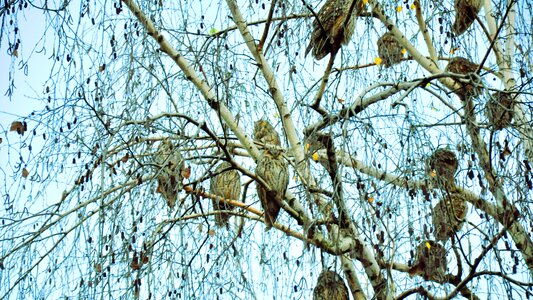 Birds trees nature photo