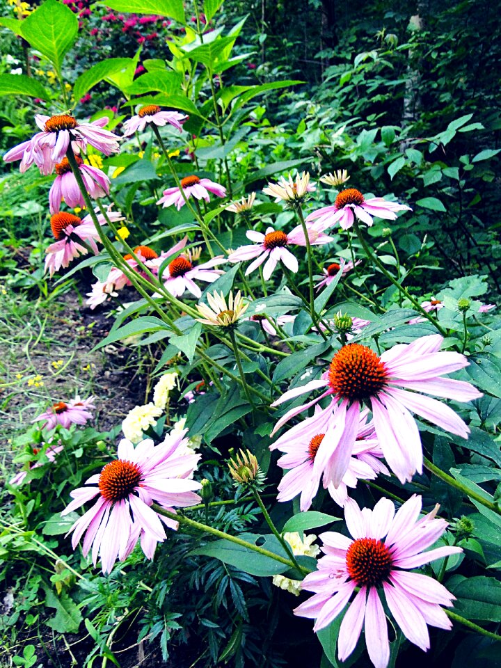 Border purple tall