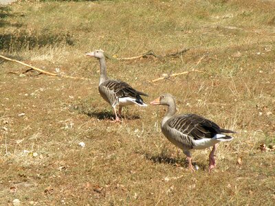 Geese feast grass
