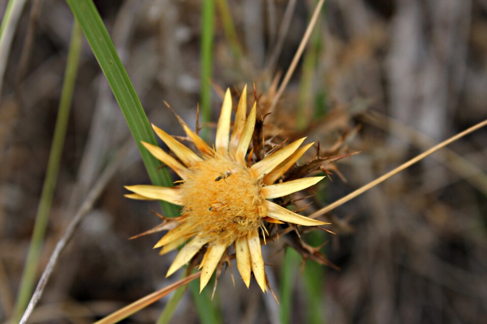 Wild flower macro corymbosa carlina