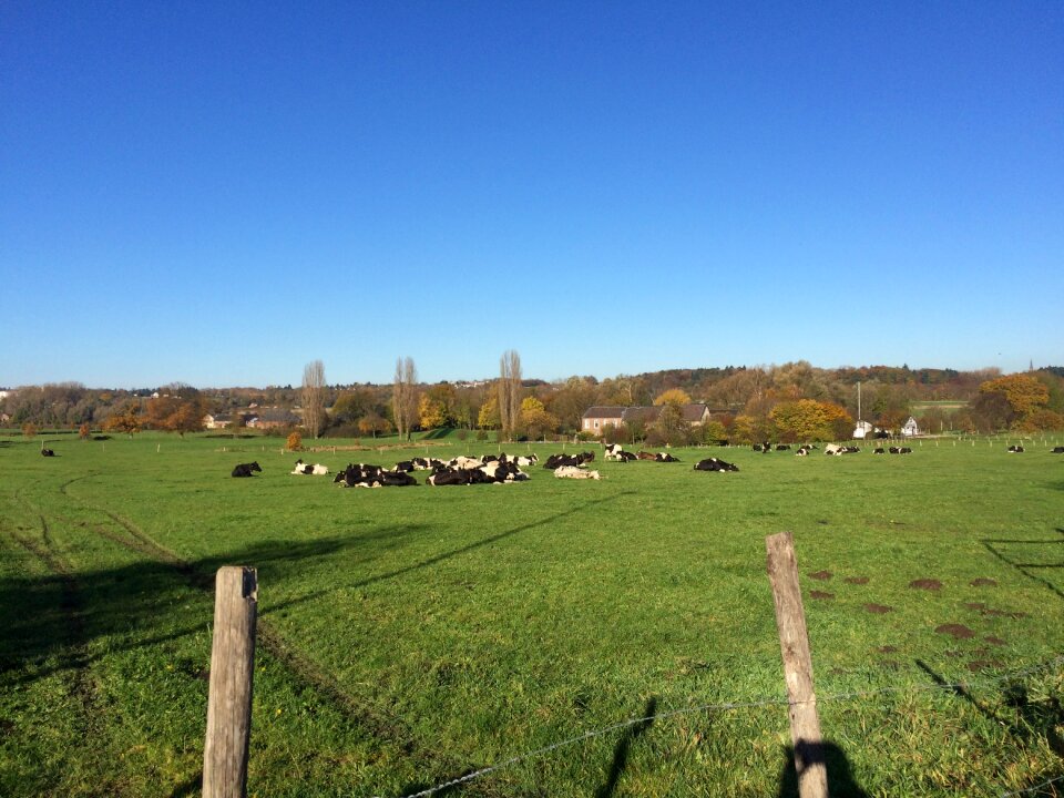 Nature animal graze