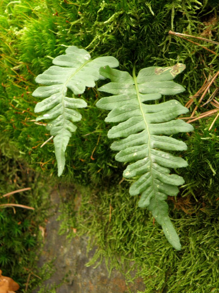 Sheet detail polypodium