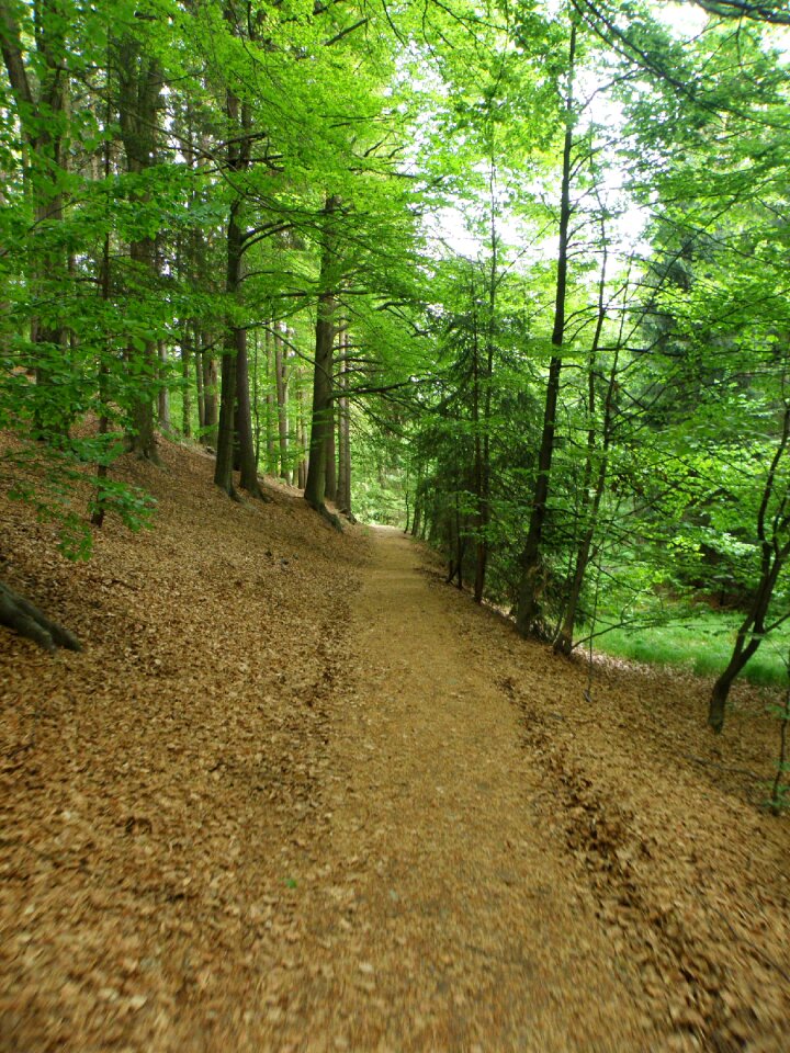 Green forest road bohemia