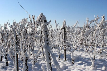 Cold landscape white