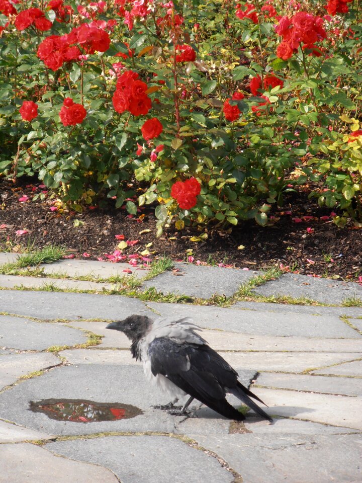 Bird pathway flagstone