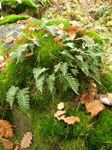 Moss forest polypodium