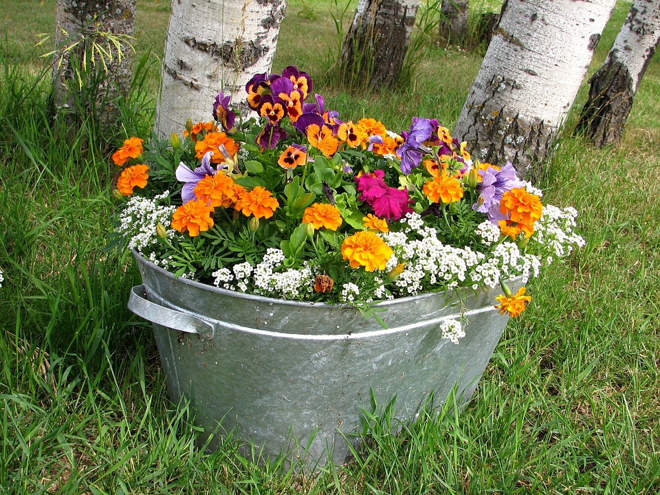 Colorful bright garden