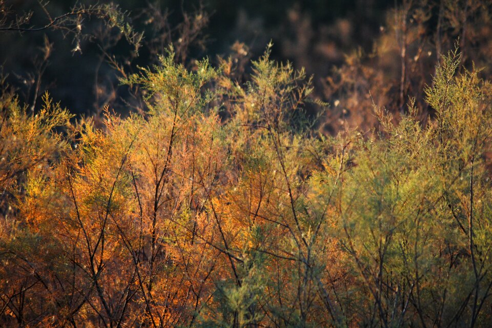 Season natural foliage