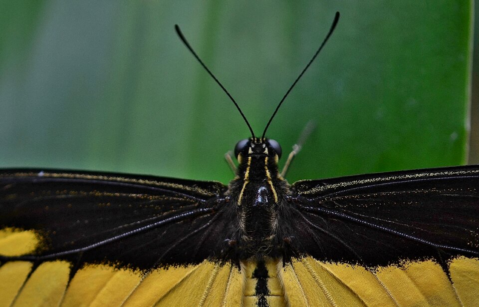 Animal fly macro