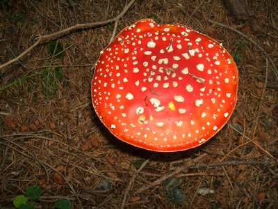 Toadstool toxic red