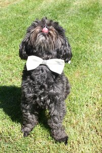 Dog wedding animal