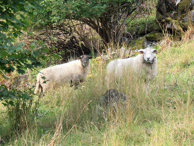 Lamb farm ewe photo